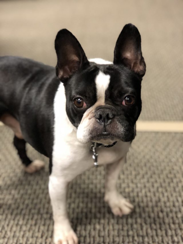 Office Dog: Fido