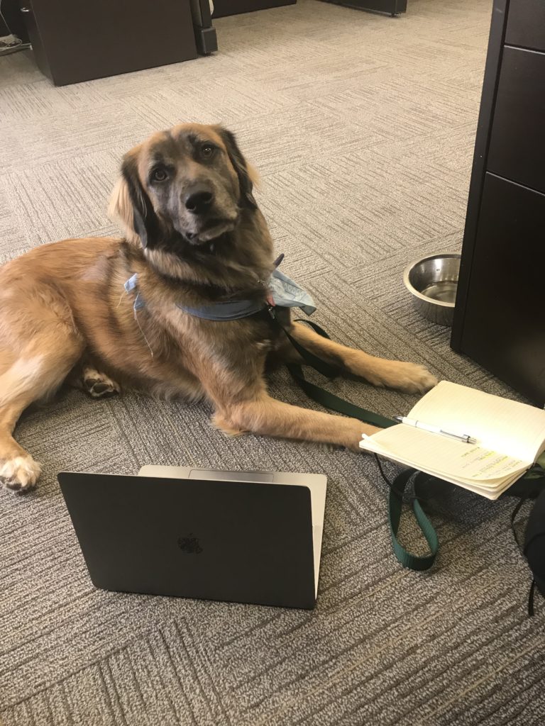 Office Dog: Bandit