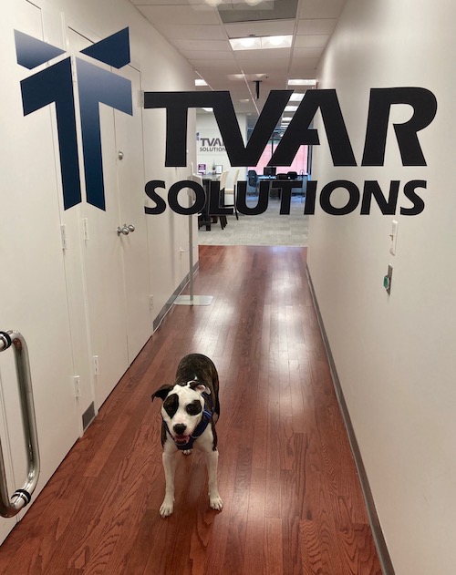 Olive the Office Dog at TVAR Solutions